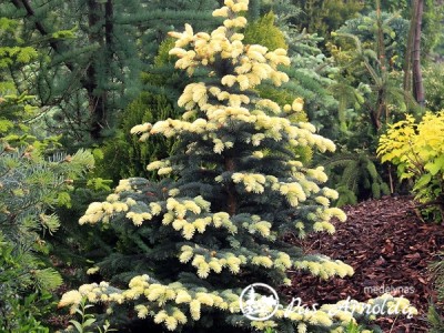 Eglė dygioji ,Bialobok' (lot. Picea pungens)